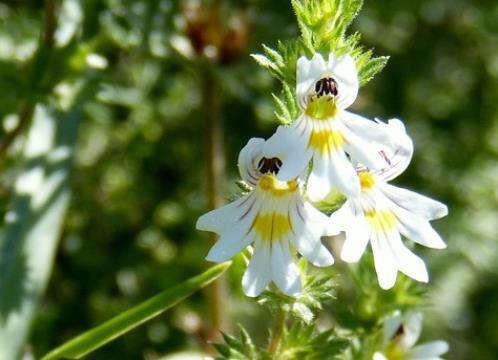 Extracto de hierba de eufrasia en polvo de alta calidad 10: 1 Extracto de eufrasia officinalis PE
