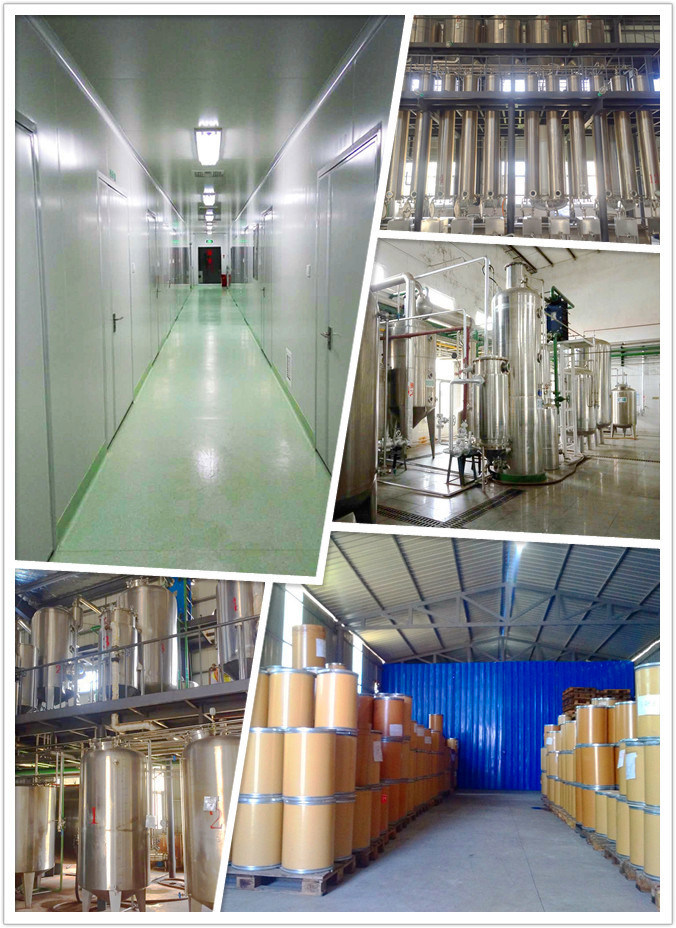 Extracto puro de Lysimachia Christinae Hance del 100% kosher de ISO22000 Halhal