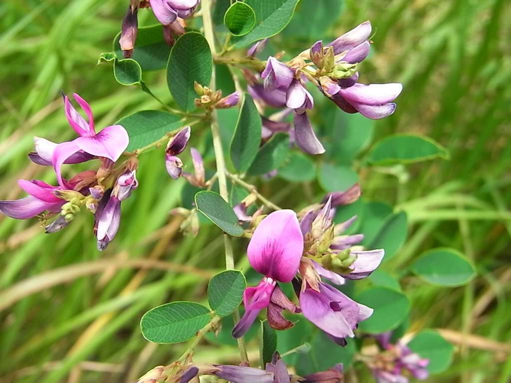 Lespedeza Capitata Extract