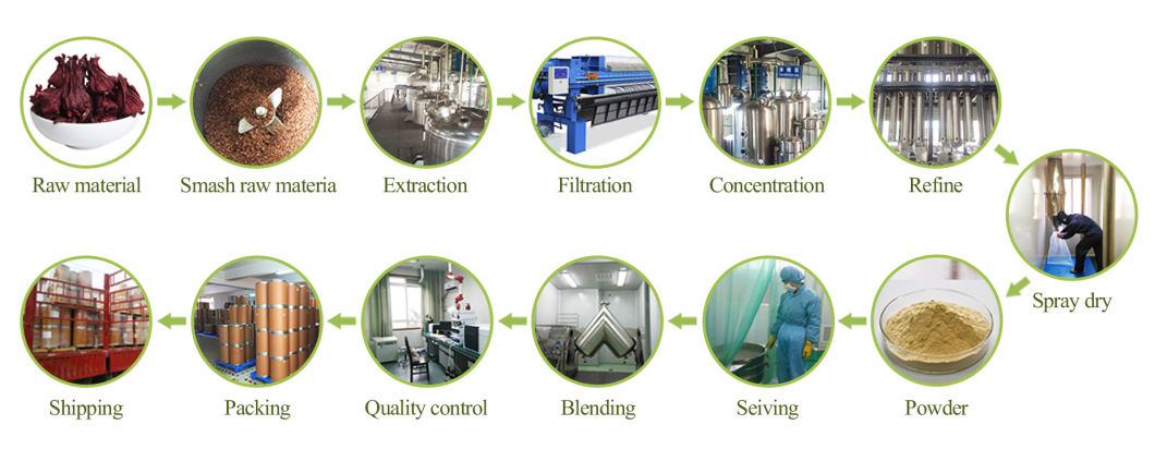 Extracto puro de Lysimachia Christinae Hance del 100% kosher de ISO22000 Halhal